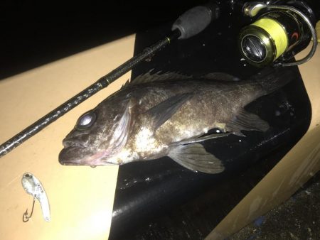 今日は「いてもたろ」