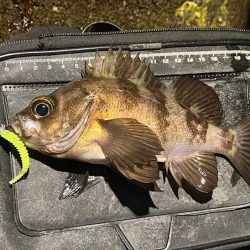 リグデザインモニター釣行