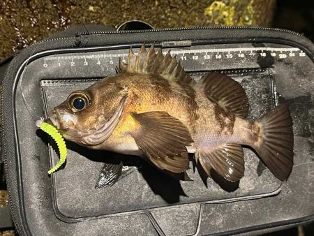 リグデザインモニター釣行