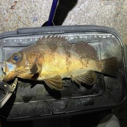 姫路メバリング激渋だけど良型ゲット！