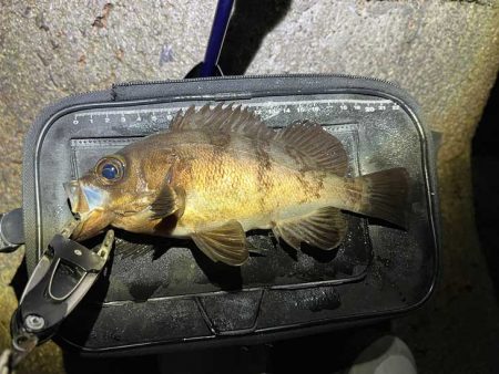 姫路メバリング激渋だけど良型ゲット！