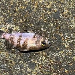 まるで真冬のメバリング