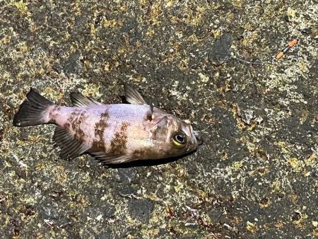 まるで真冬のメバリング