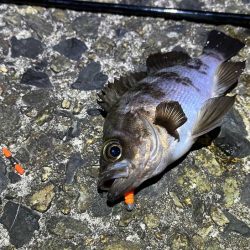 激渋メバリングとバチパターンシーバス撃沈！