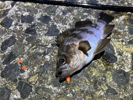 激渋メバリングとバチパターンシーバス撃沈！…