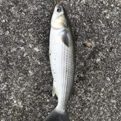 ずぼ釣り