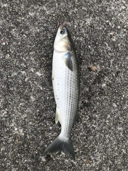ずぼ釣り