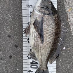 年無し4枚❗️（イチノ兄弟）