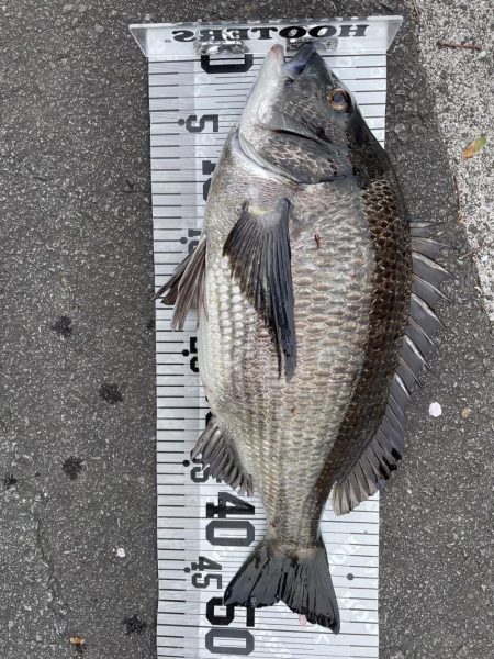 年無し4枚❗️（イチノ兄弟）