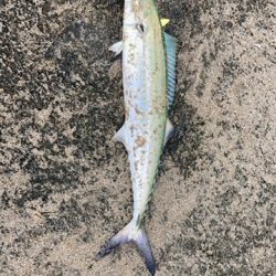 ライトショアジギング