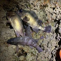 メバリング釣行