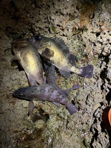 メバリング釣行