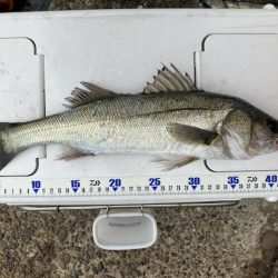 ハネおりました