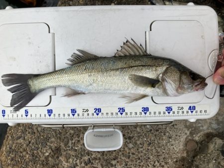 ハネおりました