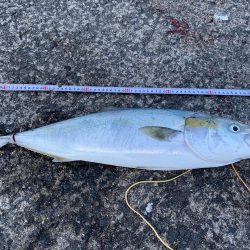 青物はいってまーす♫