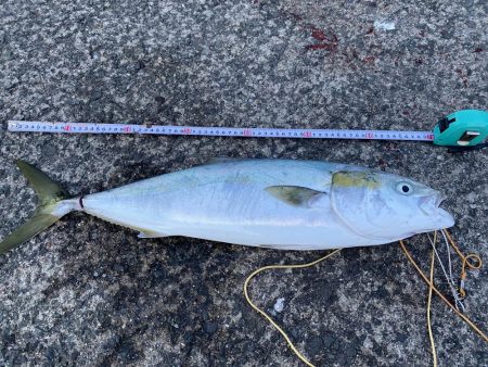 青物はいってまーす♫