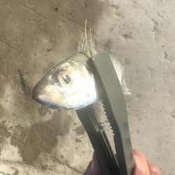 朝マズメのアジ釣り