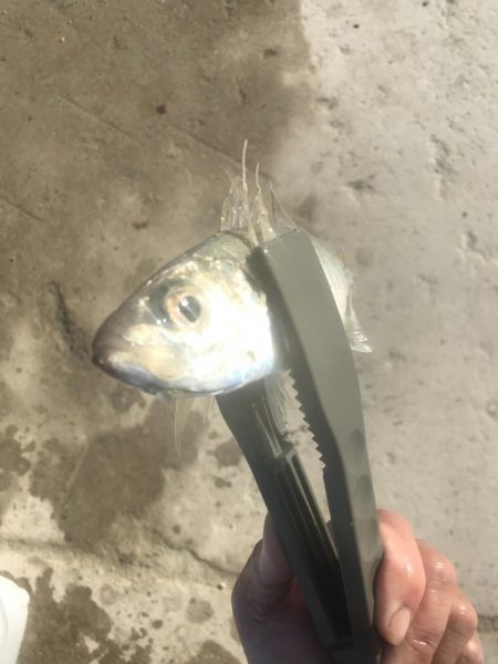 朝マズメのアジ釣り