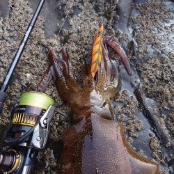 凪エギングIN対馬