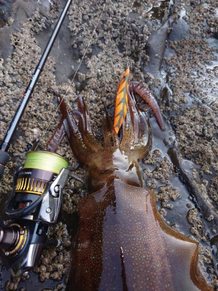 凪エギングIN対馬