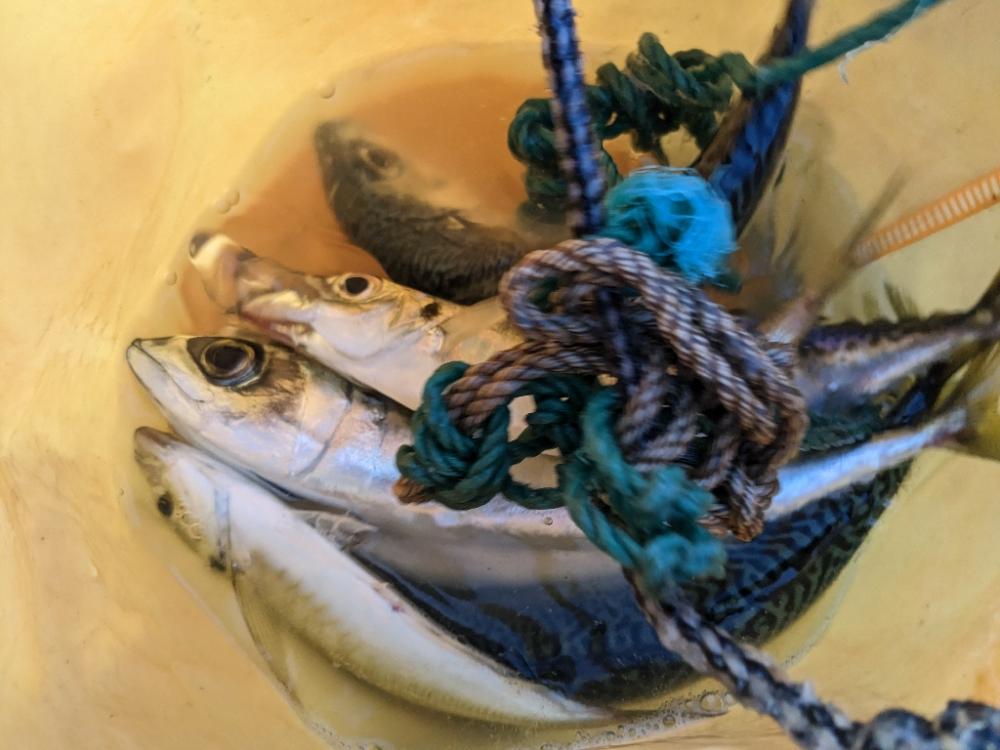 季節はずれの鯖