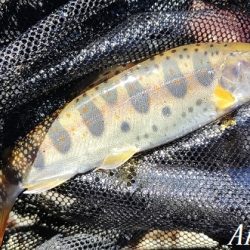 支流を攻めて28匹のアマゴをゲット!