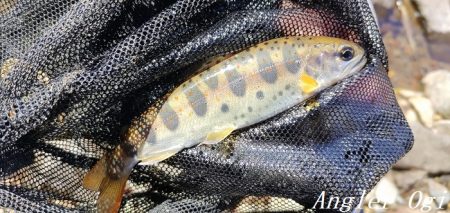 支流を攻めて28匹のアマゴをゲット!