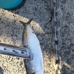 イワシが釣れてると聞いて