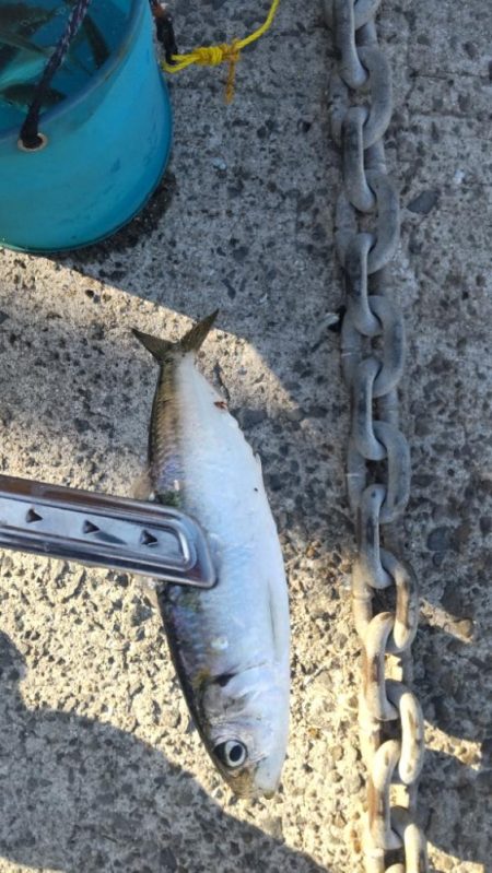 イワシが釣れてると聞いて