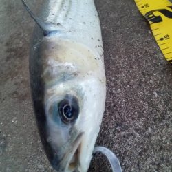 プチsalt water game