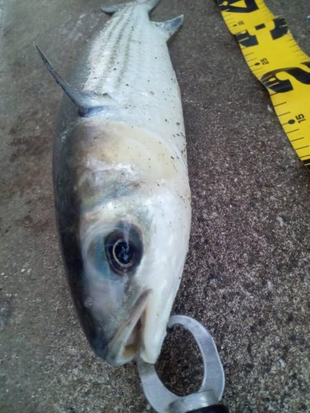 プチsalt water game