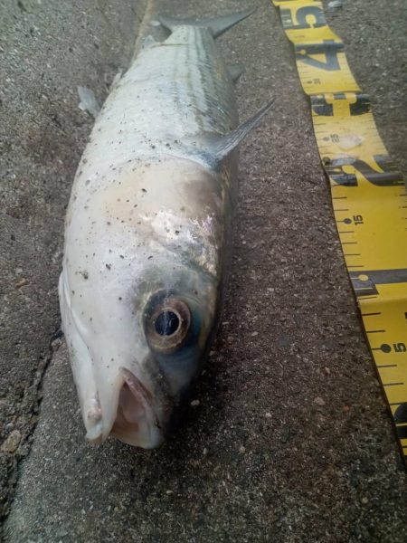 プチsalt water game