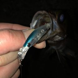 メバルプラッギング