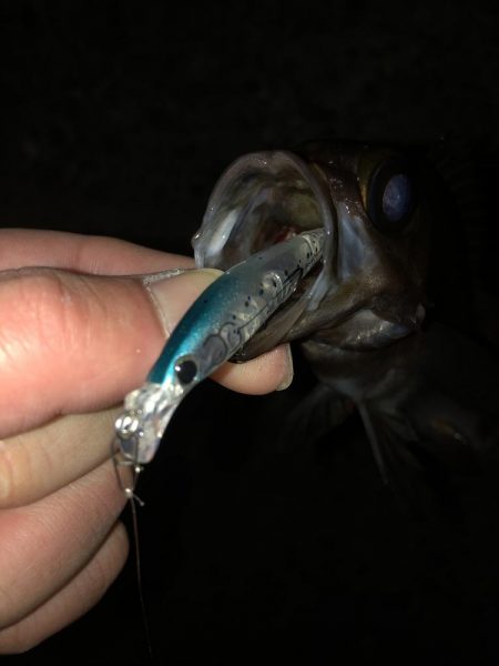 メバルプラッギング