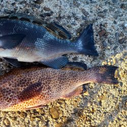 和歌山市江（吉丸渡船）で磯フカセ