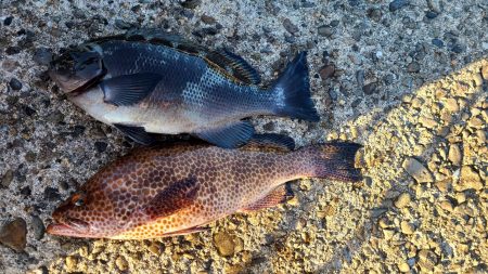 和歌山市江（吉丸渡船）で磯フカセ