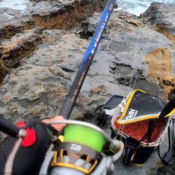 和歌山市江（吉丸渡船）で磯フカセ