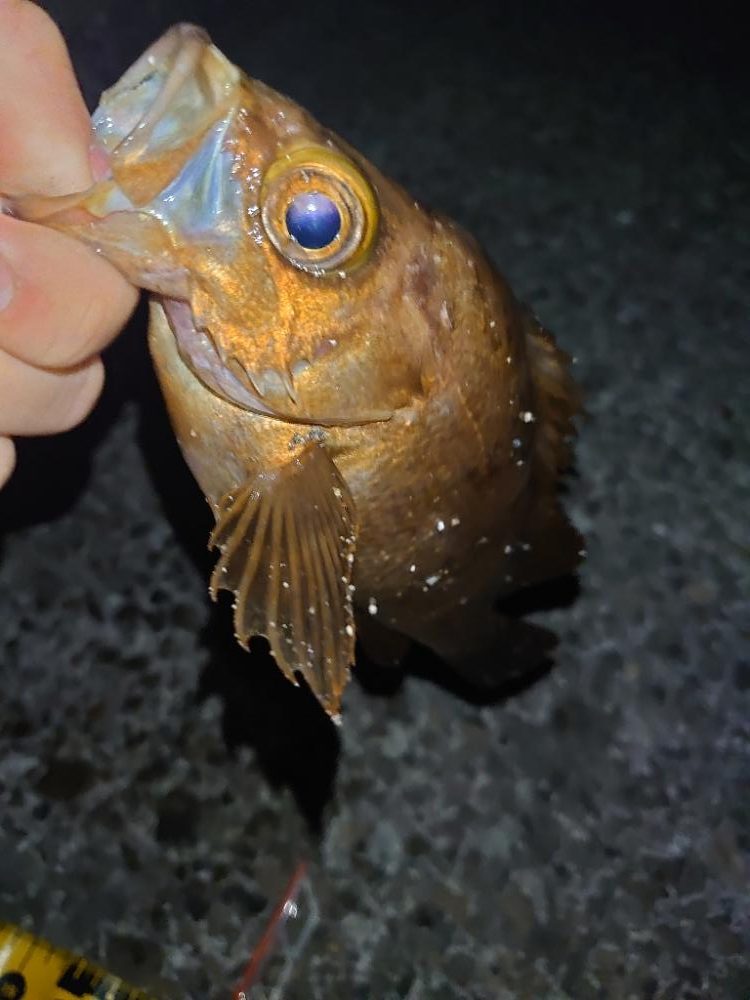 明日も仕事ですが…