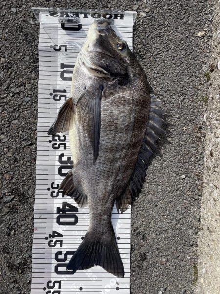 イチノ兄弟(兄)釣果!