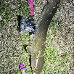 2023年の初ナマズさん