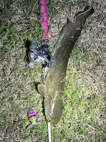 2023年の初ナマズさん