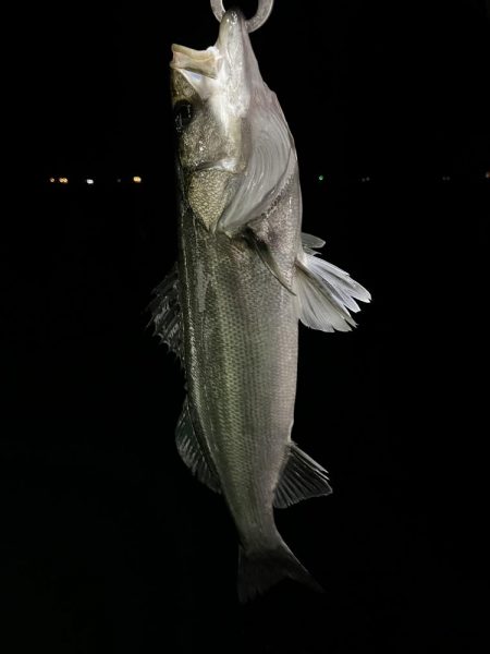 大分大在でセイゴ祭り