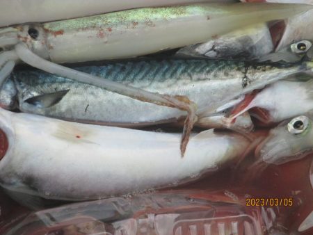ヤリイカ、サバ　釣れたよ(^_-)-☆