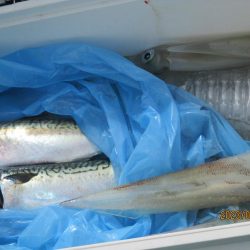 ヤリイカ、サバ　釣れたよ