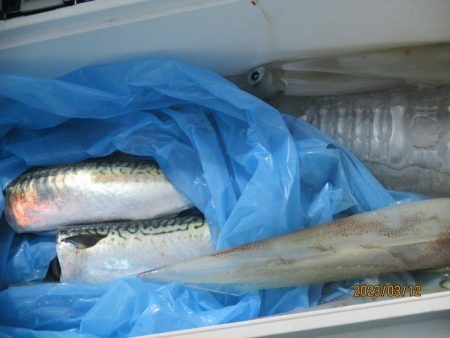 ヤリイカ、サバ　釣れたよ