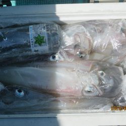 ヤリイカ　40～55杯　クーラー満タン(^_-)-☆