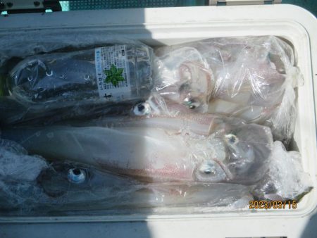 ヤリイカ　40～55杯　クーラー満タン(^_-)-☆