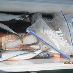 ヤリイカ、サバ　釣れたよ(^_-)-☆