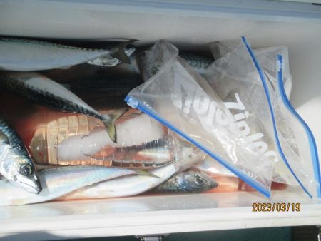 ヤリイカ、サバ　釣れたよ(^_-)-☆