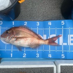 ノッコミ真鯛を狙って遠征してきました